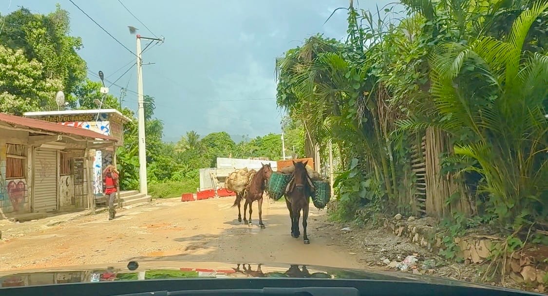 Thanksgiving in Samana: A Meditation on Gratitude, Smugness, and mild Caribbean Terror