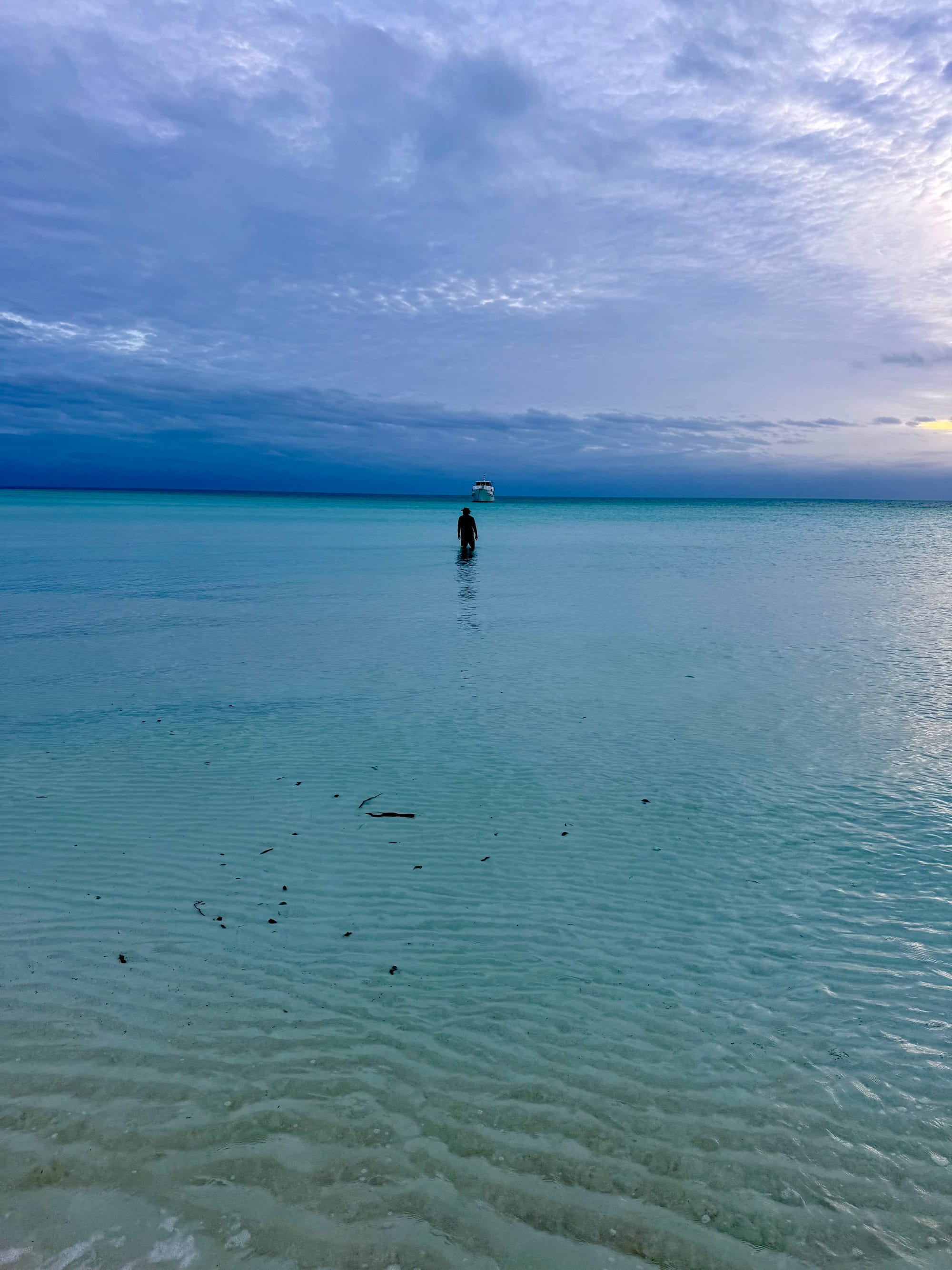 Black Seagulls,  Witch Moths and going Feral before Sunrise